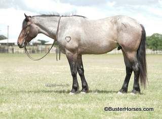 "Big Foot" - 16.1H, 4 year old bay roan Percheron Quarter Horse cross gelding - CALL 214-605-7174