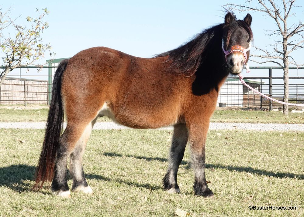 SOLD!!! ~  "Snickers" - 12 year old, 10.3H bay welsh cross pony gelding ~ WATCH HIS VIDEO!!! 