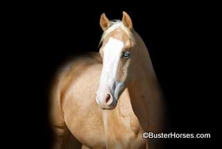 SS About Face aka: "Rip" - 14H, 2020' Palomino AQHA Gelding