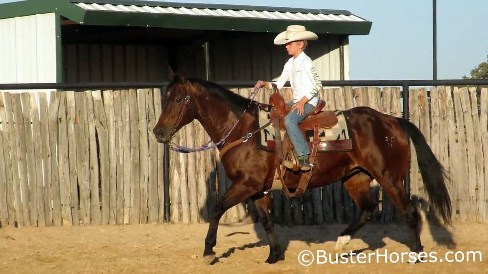 SOLD!!! ~ Shakin Cat (Highbrow Cat x Miss Deadeye) - 15.1H, 2002' bay AQHA mare ~ FULL SISTER to Rap Cat - world class mare - gentle for the family