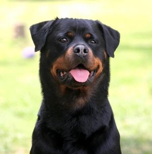 Our First Rottweiler- In Memory of
CH Dannie vom Aztlan CGC
