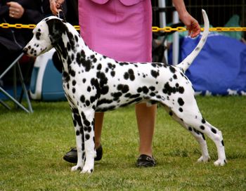 Wilfred PUPPY IN SHOW dcov specialty 2013
