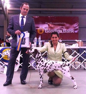 Milla winning BEST IN SHOW at the June DCOV open show 2013.
