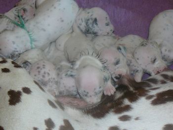 pebbles pups 15 days old

