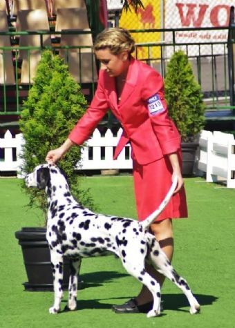 Wilfred 1st in the puppy dog class. 2013 Melbourne Royal
