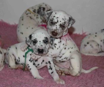 Izzy puppies 3 1/2 weeks
