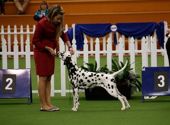 Anna first in the intermediate bitch class at Adelaide Royal.
