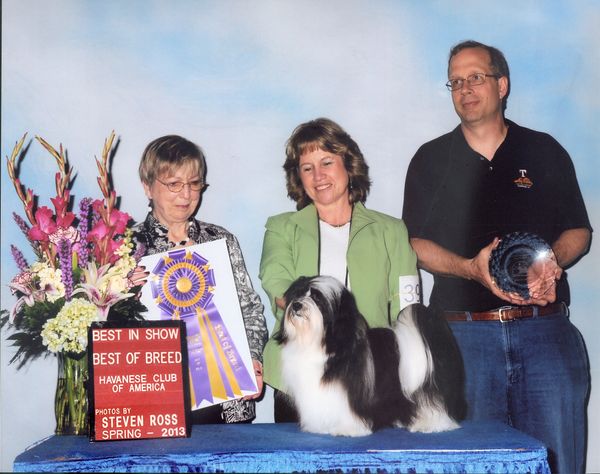 Ch. Oeste's Whole Lotta Island Romance (Rory)  
Winning Best In Show Speciality in OKC, May 2013.  Thank you, Judge Janice Pardue!