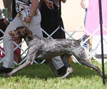 From the Baby 6 to 9 month Puppy Class Shooter wowed the crowd at the Panhandle Specialty a day ahead of the National Show gliding all the way to Winners Dog!
