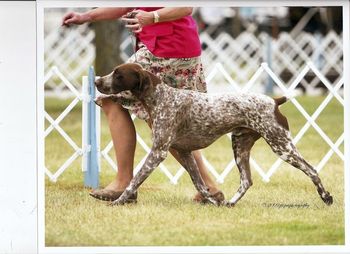 CH Old Ridge Whiteriver Top Secret Best of Breed GSPC Wisconsin from Open Dog Class
