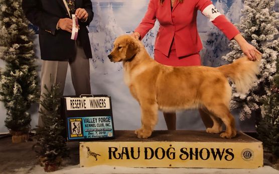 bear valley golden retrievers