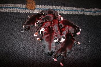 A pile of puppies, Ellas first litter.
