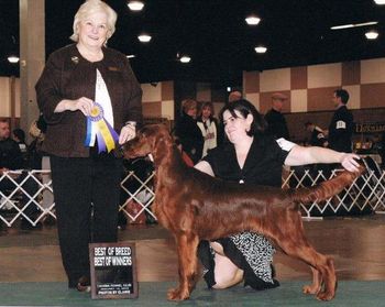 Kristopher, owned by Dale Michaelson, is shown going Best of Breed over top Specials at 8 months. Hi Five to Pierce and Lexi for their very winning son!! Lexi is yellow girl.
