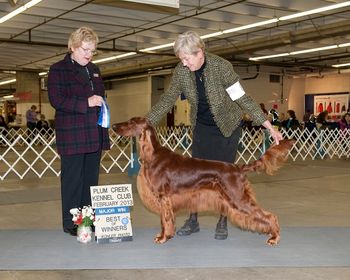 Treasure going Best of Winners at the large CKC/Plum Creek shows the weekend after Westminster.
