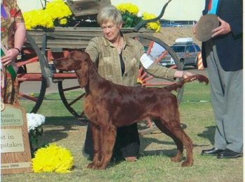 Best In Sweeps at the Arizona National under breeder Judge Jill Taylor, Captiva. I'm not sure if another dog quite so young has ever accomplished all of these wins at a National. He was a few days short of 7 months. We were pretty proud.
