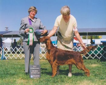 Izzie shown winning Best In Sweeps at the Irish Setter Club of New Mexico under breeder Judge Kathy Spang.
