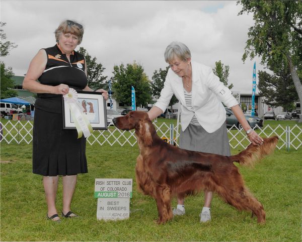 Carson finished his Championship in May at 14 mths.  I showed him in Sweeps and the Breed at our Aug. ISCC Specialty shows, and he won Best In Sweeps both days, and had a first Award of Merit one day.  He is an honest and commanding boy.  We love him. 