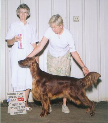 Shown finishing her Championship the same day as her brother, Just Showing Off, also finished by going Best of Breed over Specials.
