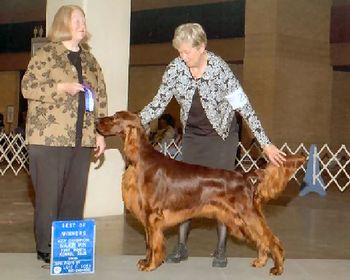 Pictured at 18 months, Pierce finished in Ft. Worth, Texas with another major under a sporting dog breeder Sylvia Kerr.
