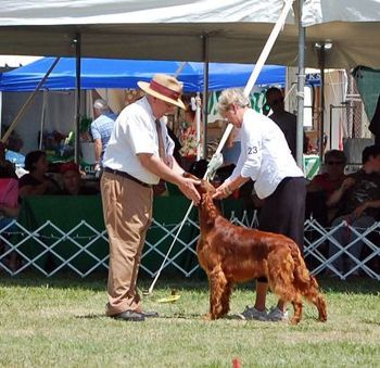 Torrey, being examined at the National by Judge Bob McKay in the Breed, after winning Winners Dog from the 9-12 puppy class.
