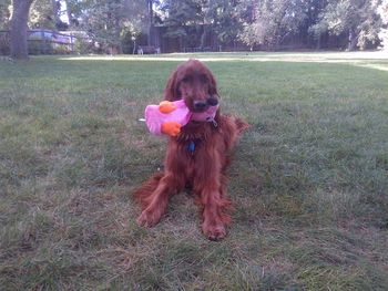 Sofie "Paradise" is having a ball with a new toy.
