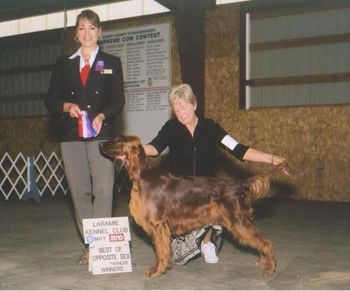 Larking shown taking her first 2 points at the Laramie Kennel Club show. May 2010
