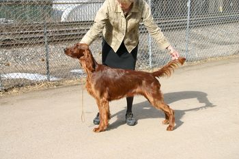 Larkin pictured at 9 months during some large Denver Shows. She won her class 3 out of 4 days.
