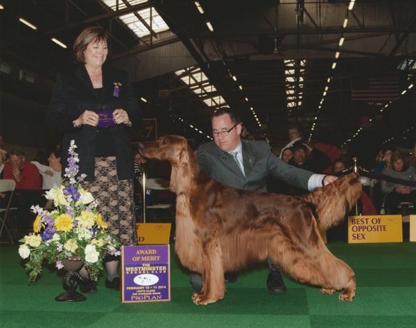 Torrey is owned by Larry & Sue Hassler, and Ginny Swanson and handled by Doug Carlson, PHA.  He not only has an Award of Merit at Westminster K. C 2014, but now has a Best In Show, 4 Reserve Best In Shows, and is a  Multi Group and Specialty Winner.  He's on a roll and we love it.  Way to go my lovely Torrey!!