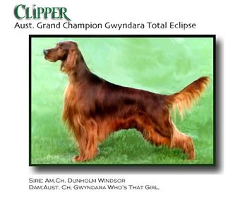 Aust. Grand Ch. Gwyndara Total Eclipse "Clipper" Foster's sire and felt to be the best of those Gwyndara dogs.
