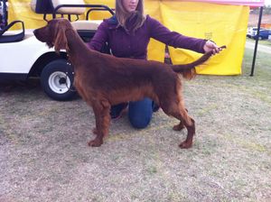 "Phlirt" now lives with Violet Morgan in Scottsdale, AZ.  Her daughter, Melody, will show Phlirt as she has their other Irish Setter, Torch, bred by Pam Gale and Ginny Swanson.  See Pink girl from our "R" litter. Phlirt is shown her at 9 months old.  Lookin' Good.  