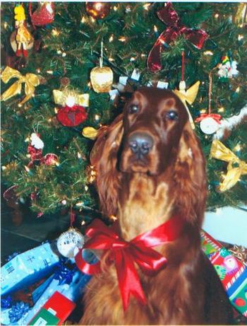 Pierce made the front of our Christmas card in 2008. We think he's a pretty boy!!
