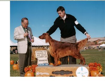 Coco is shown taking a major at the Sporting Dog Fanciers Club of New Mexico. Great win.

