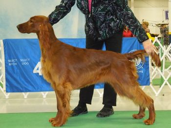 Duet shown winning a Sporting Puppy Group at Packerland K. C. Match.  Good going.  She's developing beautifully.
