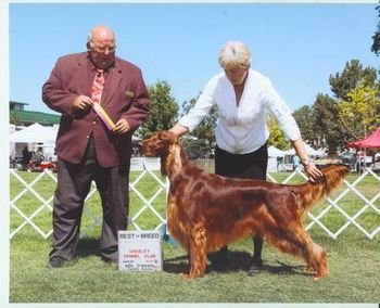 Best of Breed at the Greeley K. C. show the day after the ISCC Specialty shows. He finished his Grand Championship at this show. Aug. 2010
