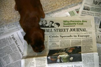 Mom always says her pups are smarter than most. Of course! We are raised on the Wall Street Journal and the New York Times.
