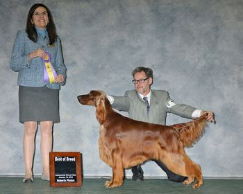 Shown going Best of Breed as a very young Special.
