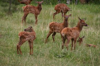 Little Elk babies still in "spots". They are in a "nursery" with several Elk cows keeping them surrounded.
