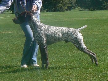 Ben is loved & owned by Jerry & Nancy Alder of MI. He is a very spoiled boy who has a 4 point SS Major, a Best In Sweeps and a Best Of Breed over Specials. He finished his Championship in early 2008 with a 4 point SS major under Judge Pluis Davern! View Ben's Web Page
