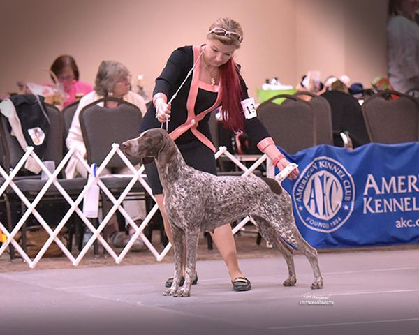 National Specialty Show Reserve Winners Bitch 2017 to finish Championship in style! 