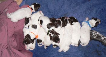 Puppies on day 1
