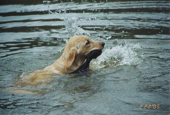 Puppy swim!
