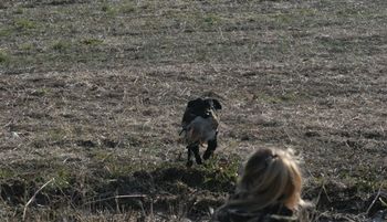 Trixi's first retrieve in a Hunt Test! Backwoods HRC Spring, 2005 test

