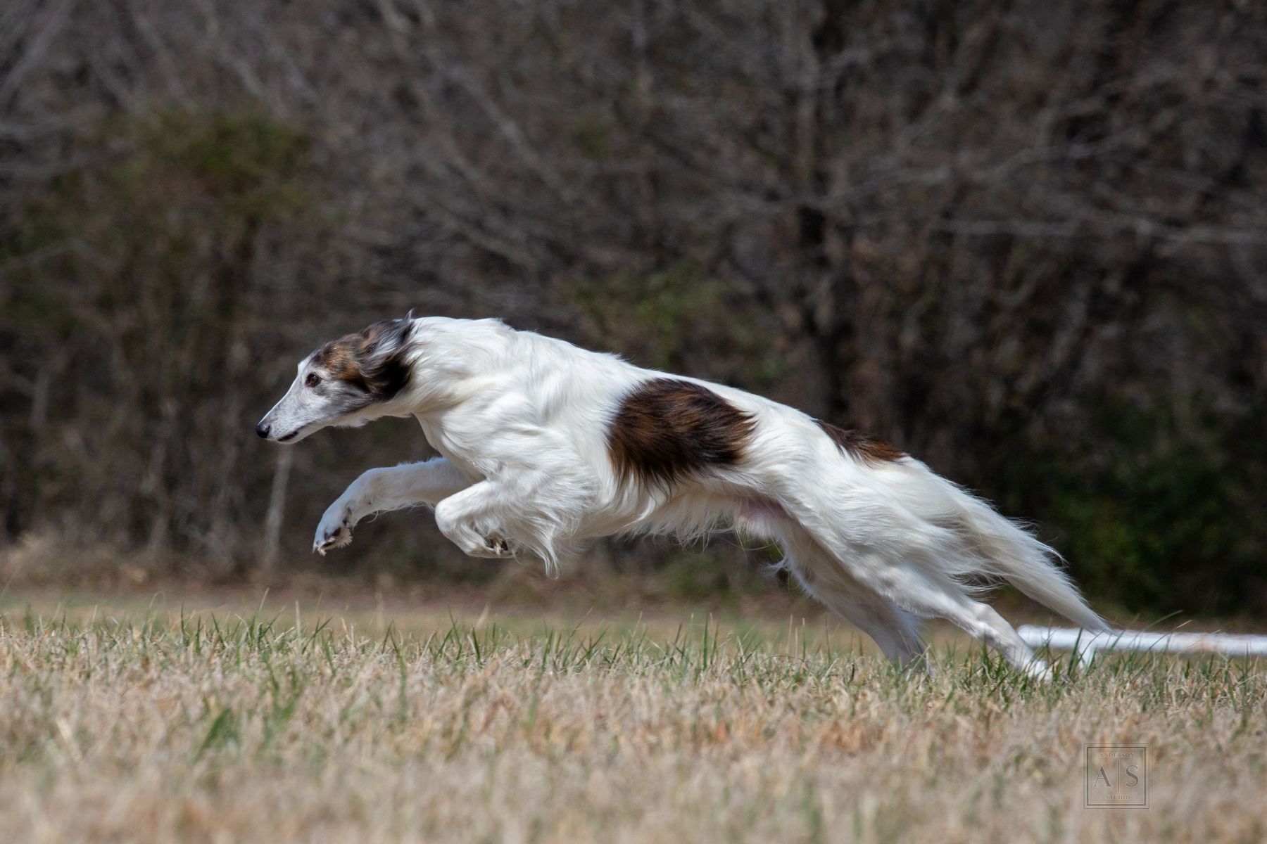 are windhound noisy