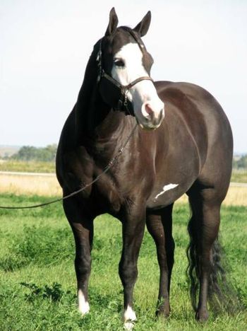 "Reilly" is bred to this black AQHA stallion for a 2019 foal.
