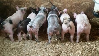 Karlies show pig babies
