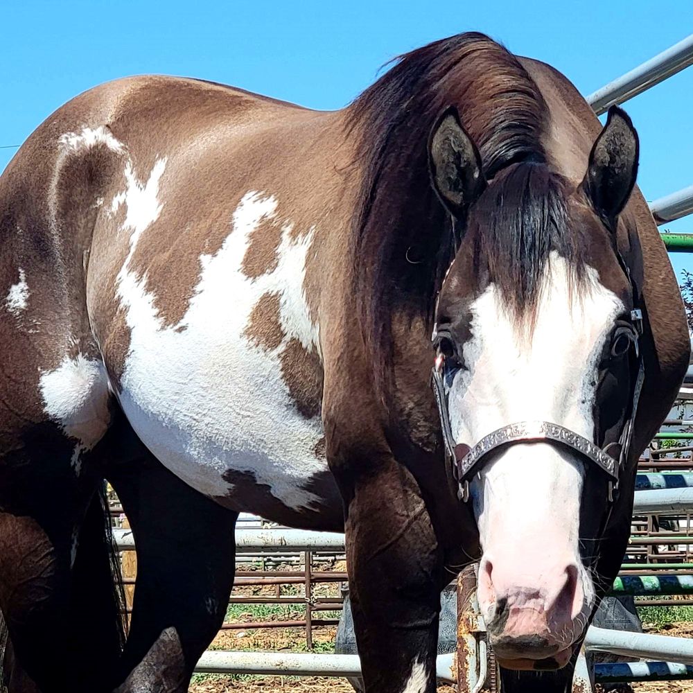 Paint Horse Stallion