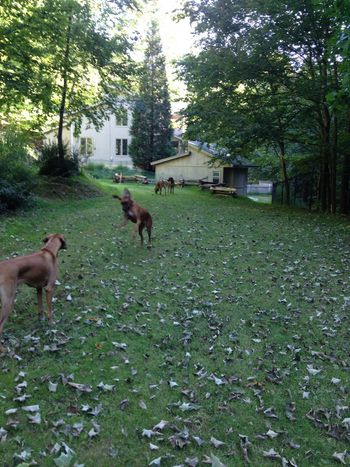 Joey, Star, Rhea and Shona spent time enjoying their new yard in New Jersey

