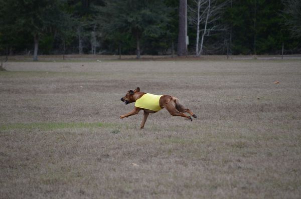 Bobinator Lure Coursing Machine