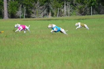 Whippets on the field
