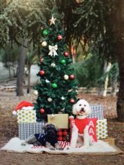 Dobry enjoying Christmas at home in Southern California.